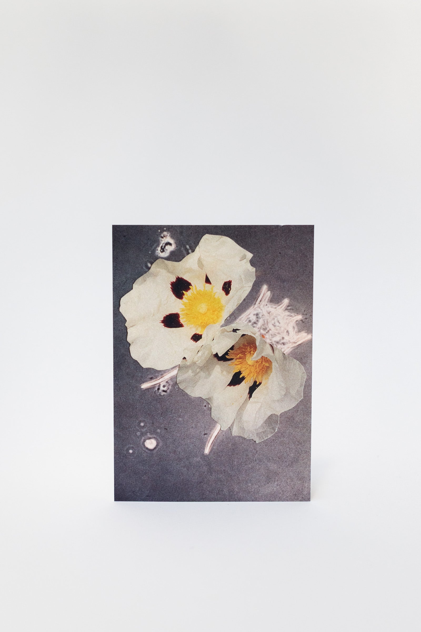 Wilder Postcard A6, 2026–04