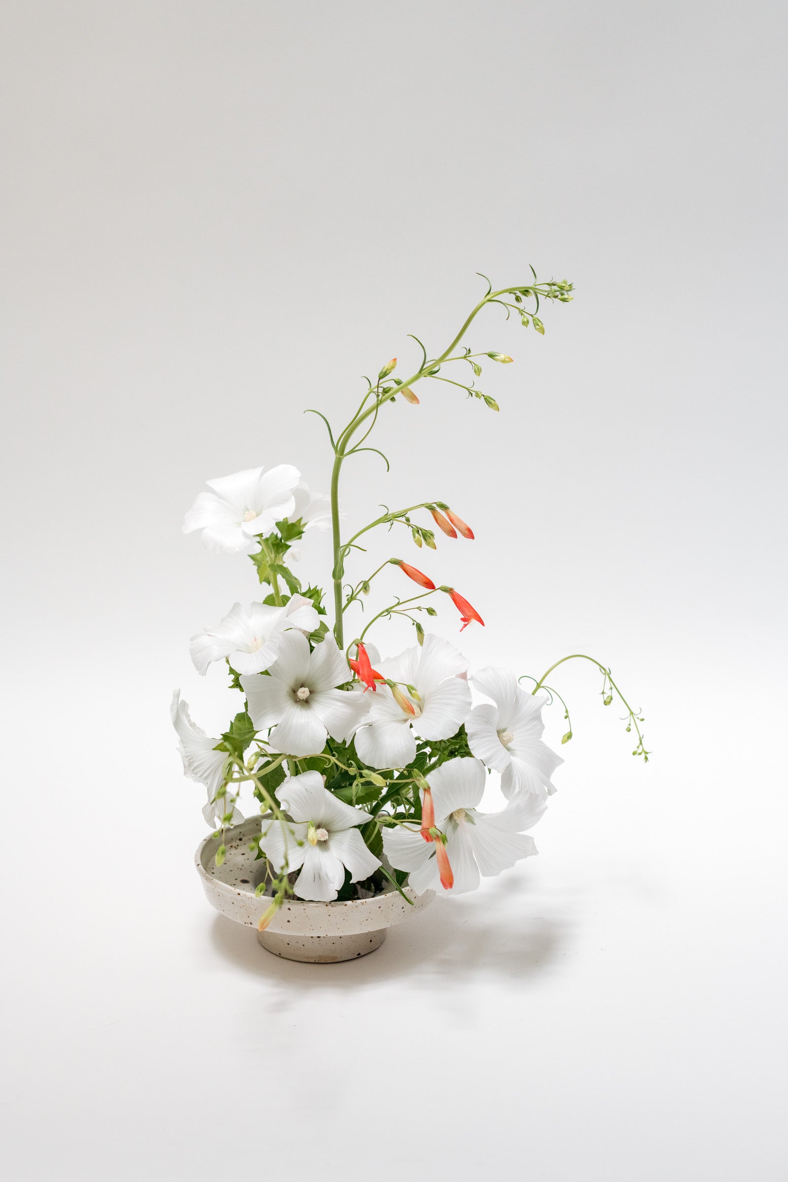 Maya Bolsens x Wilder Footed Dish, Brown Speckle