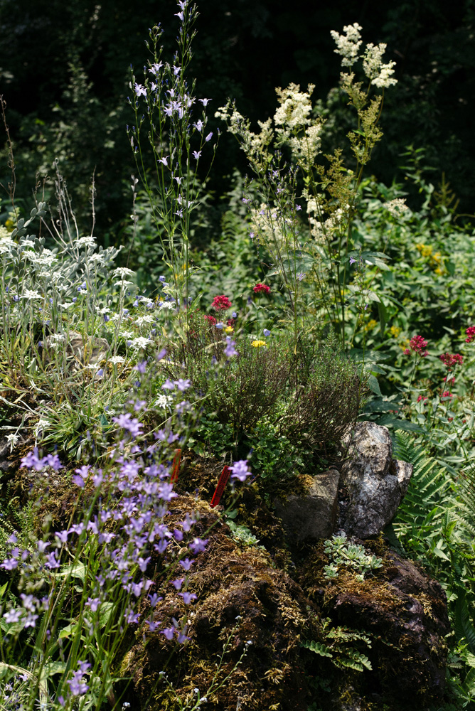 'Pick your garden' editorial by Wilder - the wildflower garden of Joris Thoné