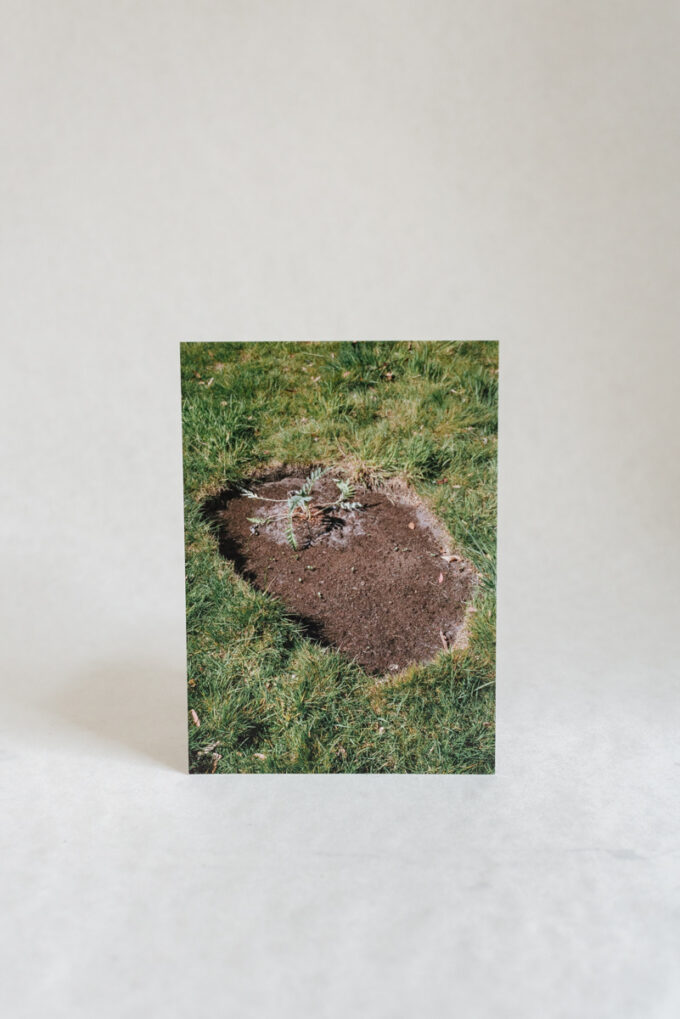 Wilder postcard with a snapshot of Sigrid's garden